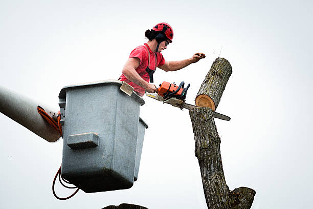 How Our Tree Care Process Works  in  Princeton, MO